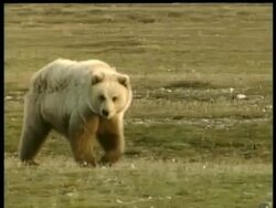 MS Grizzly Bear, Ursus arctos horribilis, walking across grassy plain, Arctic Circle Stock Footage