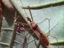 CU ant chases away assassin bug, defending caterpillar on croton leaf.  Panama. Stock Footage