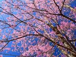 Dolly Shot: Spring Pink Cherry Blossoms with Blue Sky Backgrounds Stock Footage