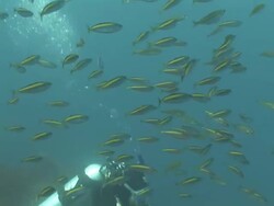 Shoal of koheru fish (Decapterus koheru) and diver moving over Kelp (order Laminariales) Forest, New Zealand, Poor Knights, New Zealand Stock Footage