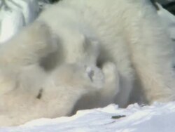 MS Two polar bear cubs snuggling against each other / Wapusk National Park, Manitoba, Canada Stock Footage