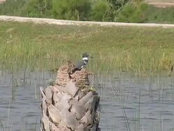 Belted Kingfisher Stock Footage