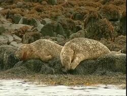 MS Grey seals (Halichoerus grypus) sitting on seaweed-covered rocks, Norfolk, UK Stock Footage