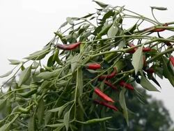 HD Video of Fresh chilies Plant near Sky Stock Footage