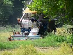 Tractor harvesting rice Stock Footage