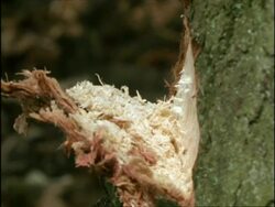 High Speed - CU Stone age style axe chopping tree trunk, UK Stock Footage