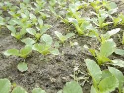 Cabbage seedlings Stock Footage