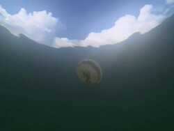 CU TS View of Stingless jellyfish swim on water surface / Palau, Micronesia, Palau  Stock Footage