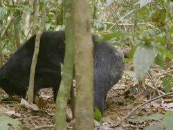 MS Sun bear foraging on forest floor / Sandakan, Sabah, Malaysia Stock Footage