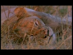 CU African lion sleeping in grass, Botswana Stock Footage