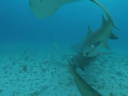 Medium hand-held tilt-down tilt-up - Sharks circle on the bottom of the ocean. Stock Footage
