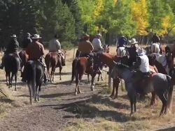 Cowboys and Cowgirls following last of cattle herd Stock Footage