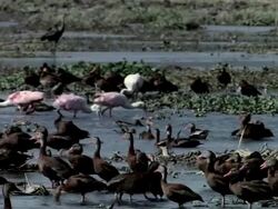 MS Whistling ducks and Roseate Spoonbills in wetlands / Guanacaste, Costa Rica Stock Footage