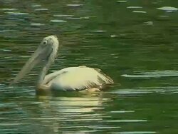 Pan Left Shot Pelican Colombo Western Province Srilanka Stock Footage