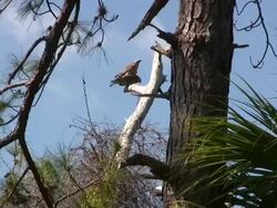 Hawks Mating Stock Footage