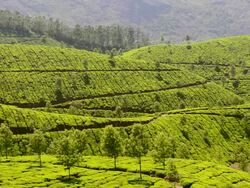 WS View of Tea Plantation Tea Plantation / Munnar, Kerala ,India Stock Footage
