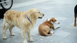 Stray dogs Stock Footage