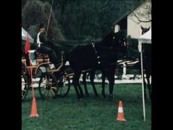 UNUSED 12 6 80 HORSE SHOW AND TROTTING COMPETITION IN BUDAPEST News Clip