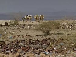 MS View of People walking with caravan camels and canned box at desert  / Djibouti Stock Footage