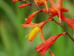 CU Montbretia flowers waving by wind / Volcano, Big Island,Hawaii, United States Stock Footage