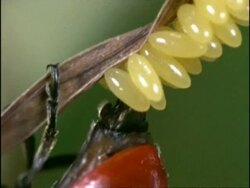 Ladybird Beetle (Coccinella 7-punctata) female laying eggs, England Stock Footage