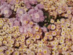 autumn flowering chrysanthemums Stock Footage