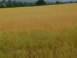 T/L Linseed (Linum usitatissimum) field, UK, July - matches framing of TS273 to TS277 Stock Footage
