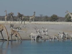 Zebra and Giraffe Stock Footage