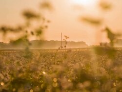MS DS Buckwheat At Sunset Stock Footage