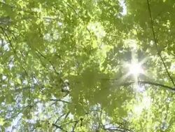 NTSC CRANE: Tree tops Stock Footage