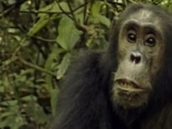 CU, PAN, Two chimpanzees (Pan troglodytes) eating, mother carrying young on back passing in background, Gombe Stream National Park, Tanzania Stock Footage