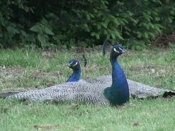 Peacock 9  1080/60i Stock Footage