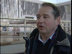 Operation on baby rhino after mum crushes leg News Clip