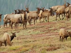 MS TS Shot of herd of cows and calves and young bulls walking up ridge on tundra at dusk / Grand Lake, Colorado, United States Stock Footage