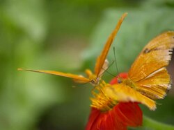 CU SLO MO Shot of Two Julia Heliconian orange butterfly on atop orange flower with flying away / Santa Barbara, California, United States Stock Footage