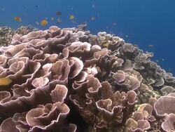 Corals, track over coral to ridge, Southern Visayas, Philippines Stock Footage