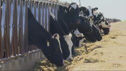 Battle Brews Over Dirty Air in CA Farm Region News Clip