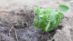 Planting a tree Stock Footage
