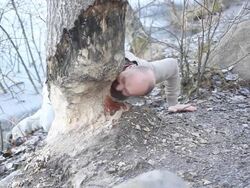 Beaver Stock Footage