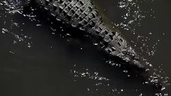 CLEAN : Tourists killing off crocodile population in Costa Rica News Clip