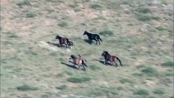 Mustangs In Wild Horse Sanctuary  - Aerial View - South Dakota, Fall River County, United States Stock Footage