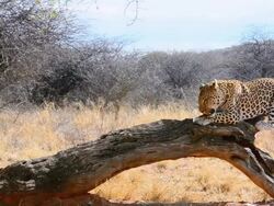 MS Shot of leopard eating at bush camp on safari at Africat Foundation to help animals / Okonjima Private Reserve, Namibia, South Africa Stock Footage