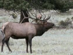MS Shot of large bull elk bugling during rut AUDIO / Estes Park, Colorado, United States Stock Footage