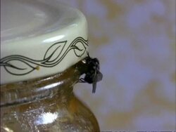 CU 2 Houseflies feeding on jam jar, England Stock Footage