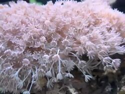 Pink coral Stock Footage