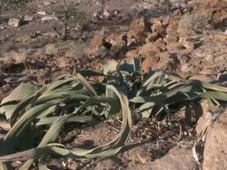 Welwitschia (Welwitschia mirabilis), near Twyfelfontein, North Western Namibia Stock Footage