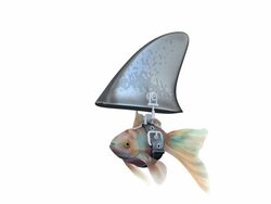 Front View, my Goldfish/Shark swimming in a Loop Stock Footage