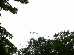 Flying crows Stock Footage