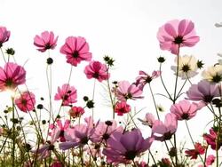 Cosmos flower field Stock Footage