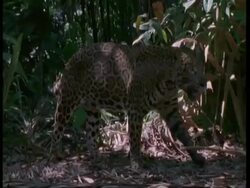 MS Jaguar walking through forest, South America Stock Footage